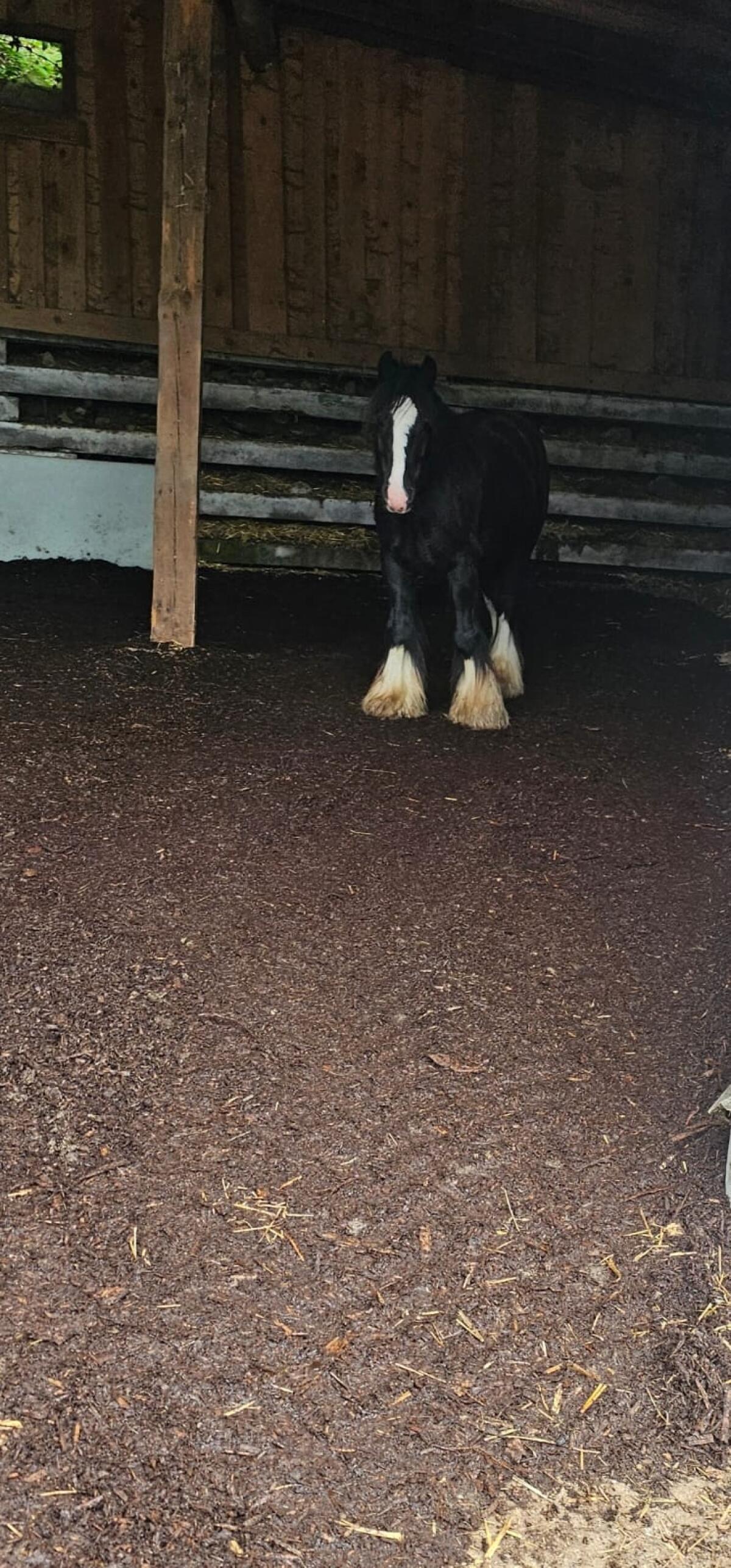 Irish Cob Wallach (Tinker) 2