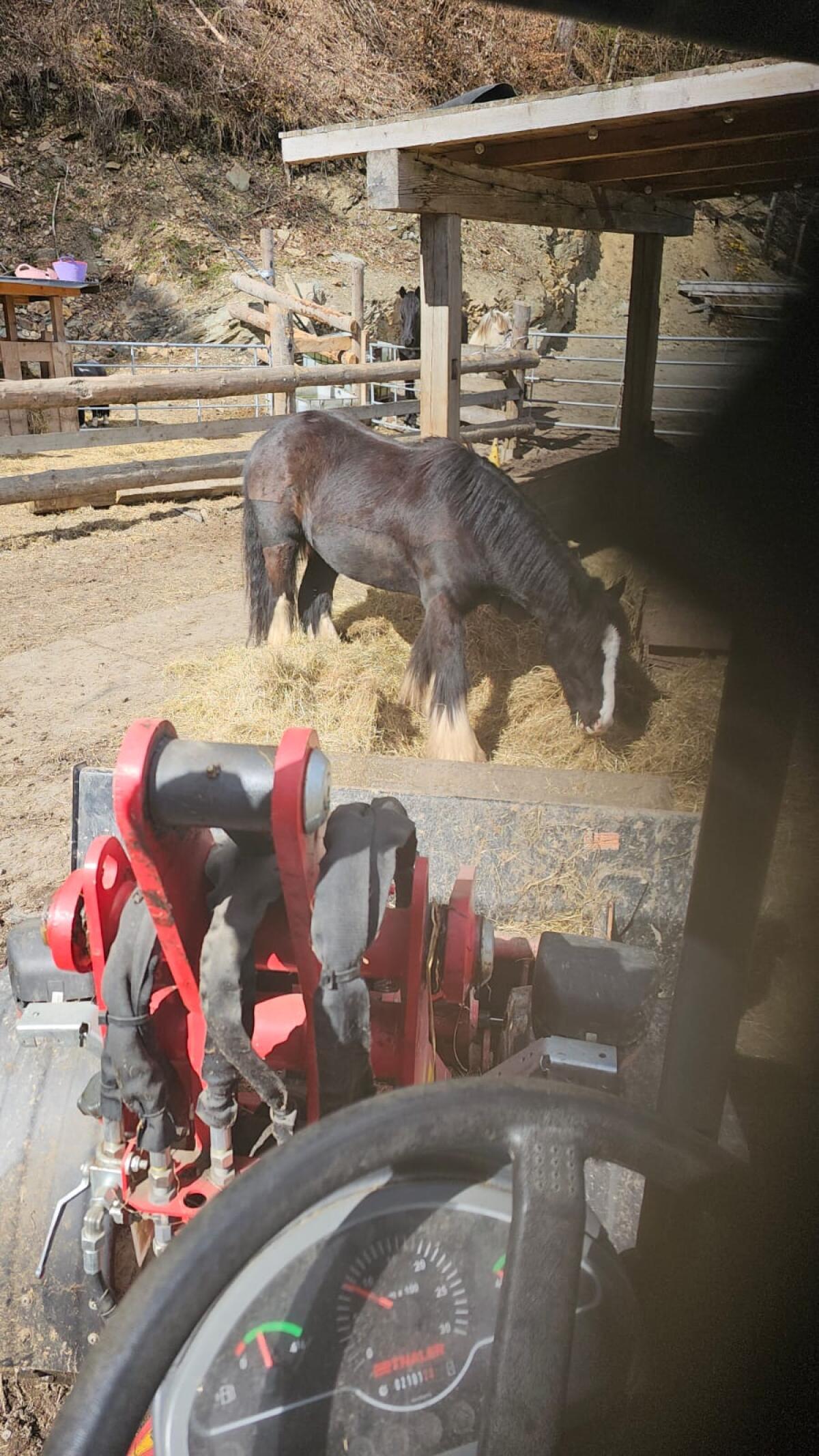 Irish Cob Wallach (Tinker) 1