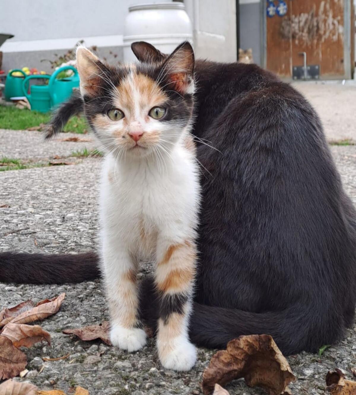 Kleine Katzen 1