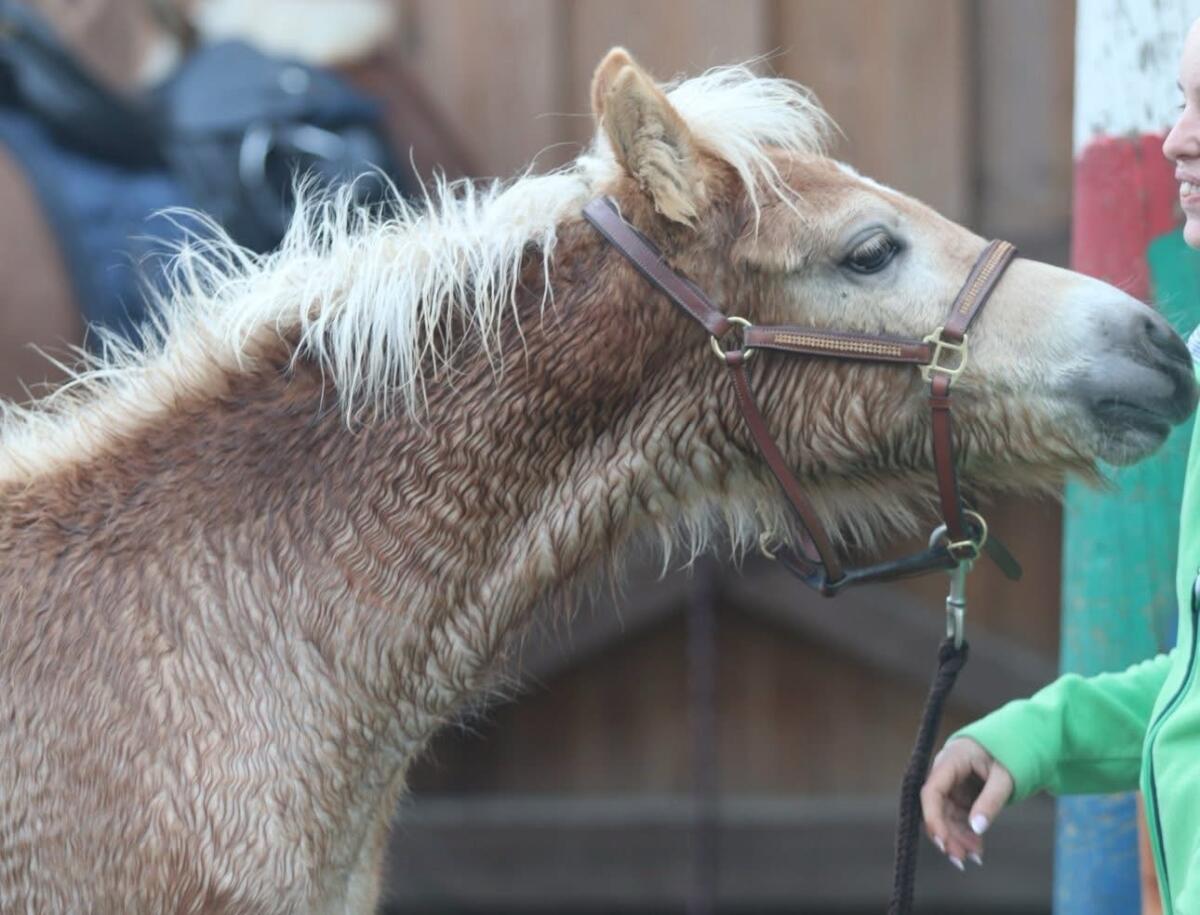 Sehr bewegungsstarkes Haflinger Stutfohlen von Ariat 1