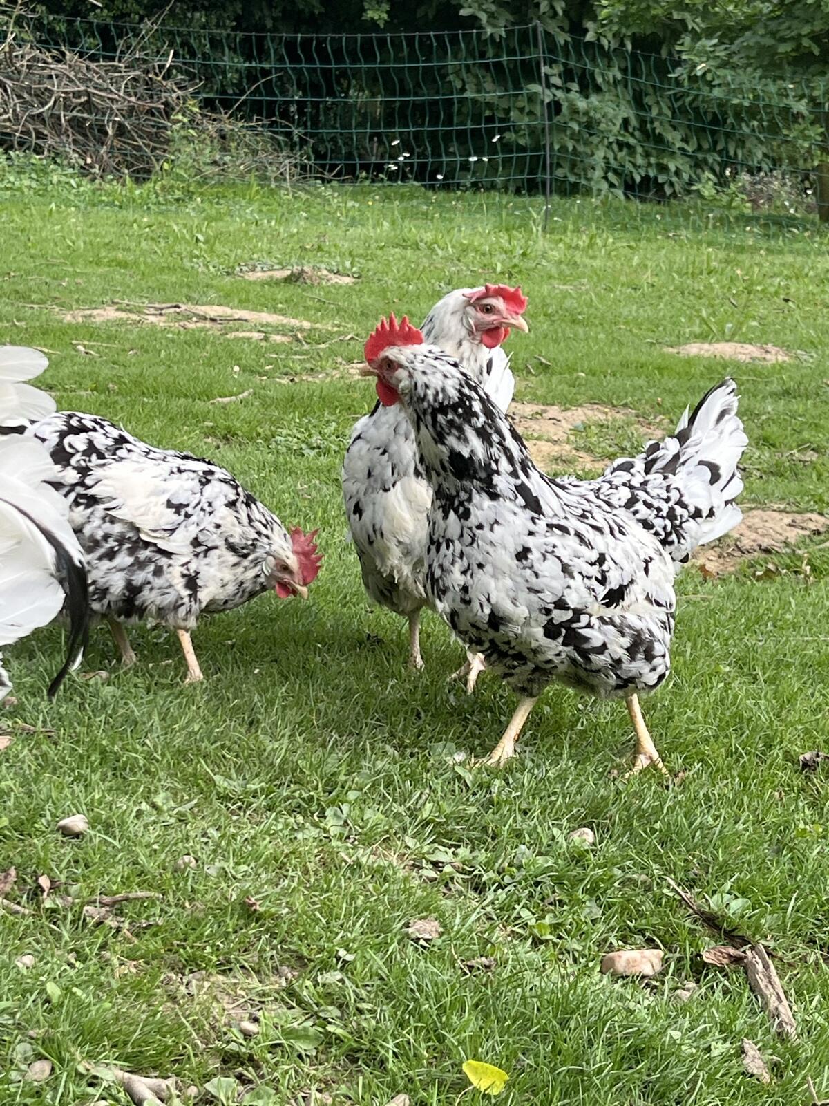 Exchequer Leghorn Bruteier 3