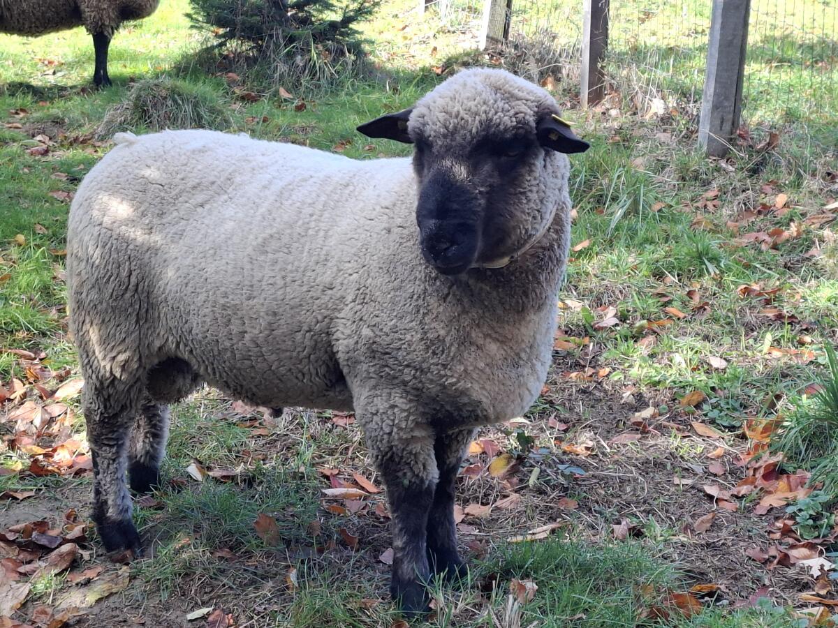 Shropshire-Zuchtwidder 1