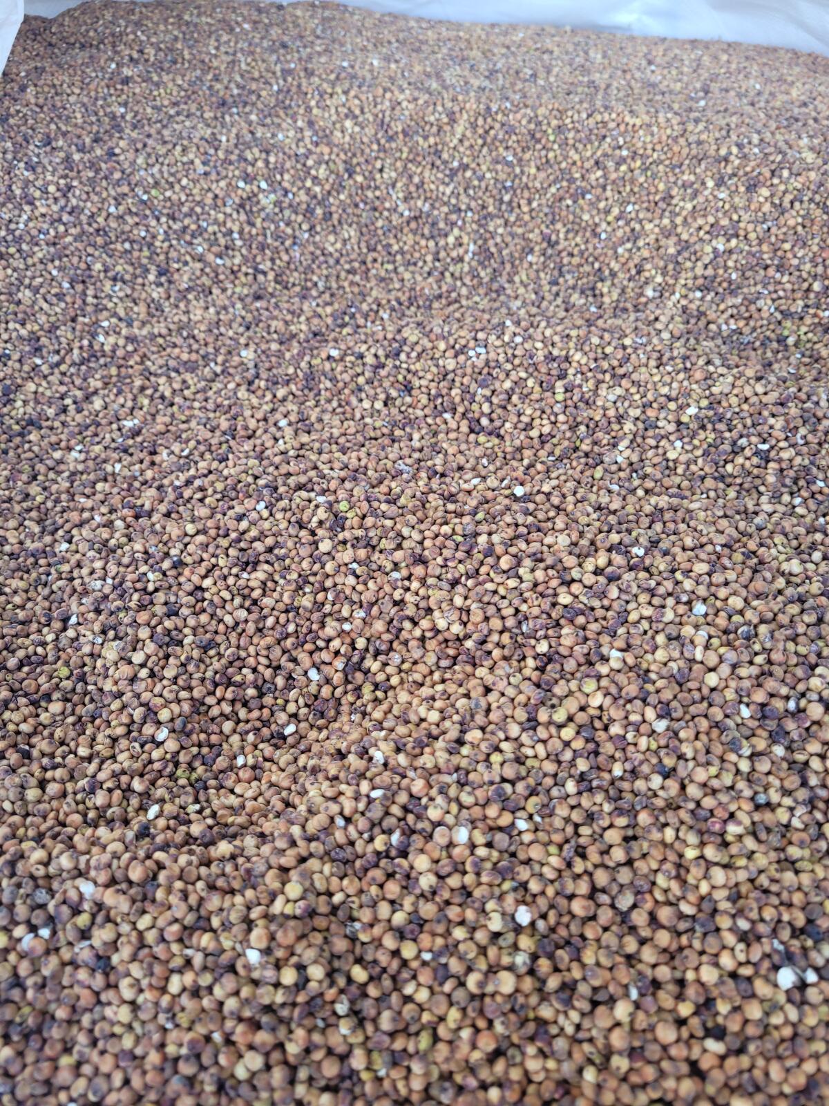 Hirse Sorghumhirse 1