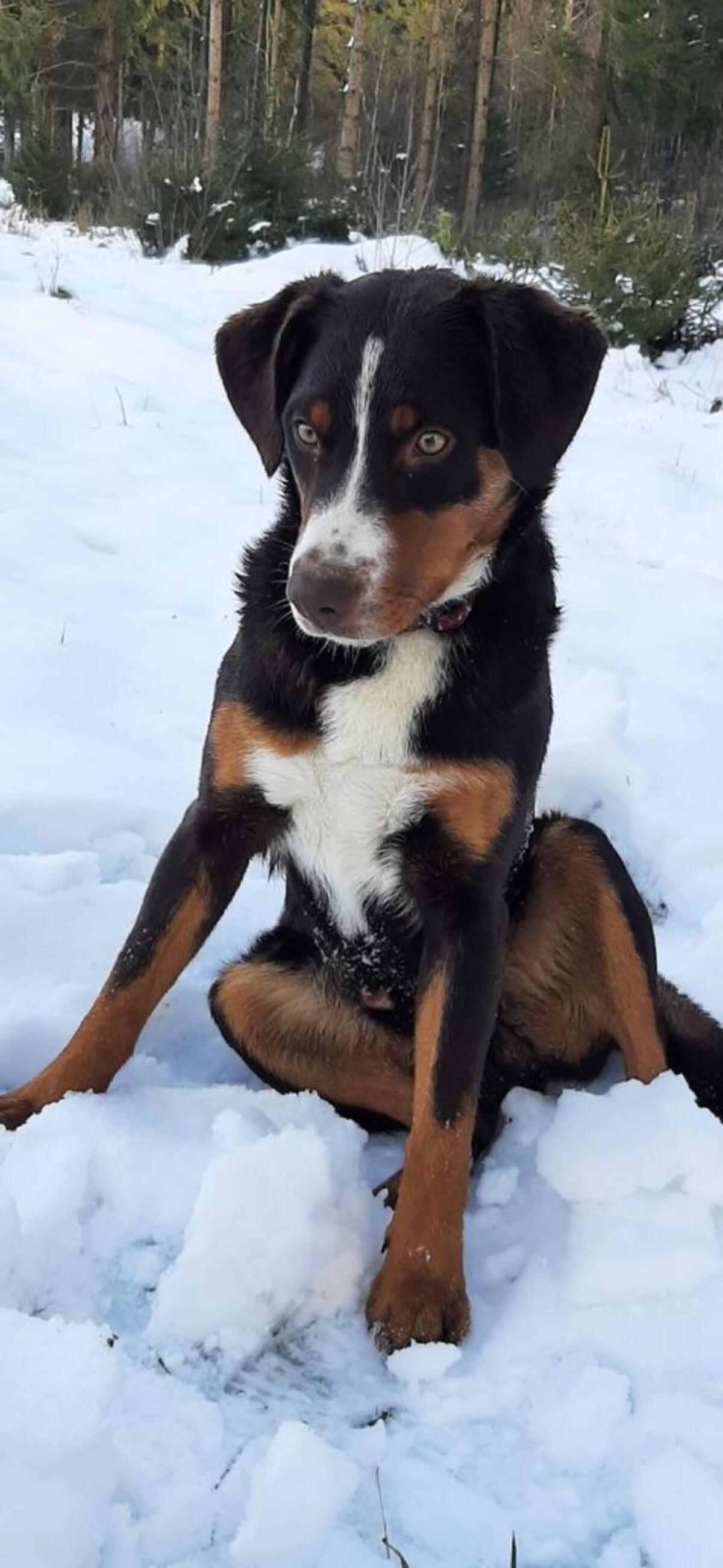 Appenzeller Sennenhund Deckrüde Maui 2