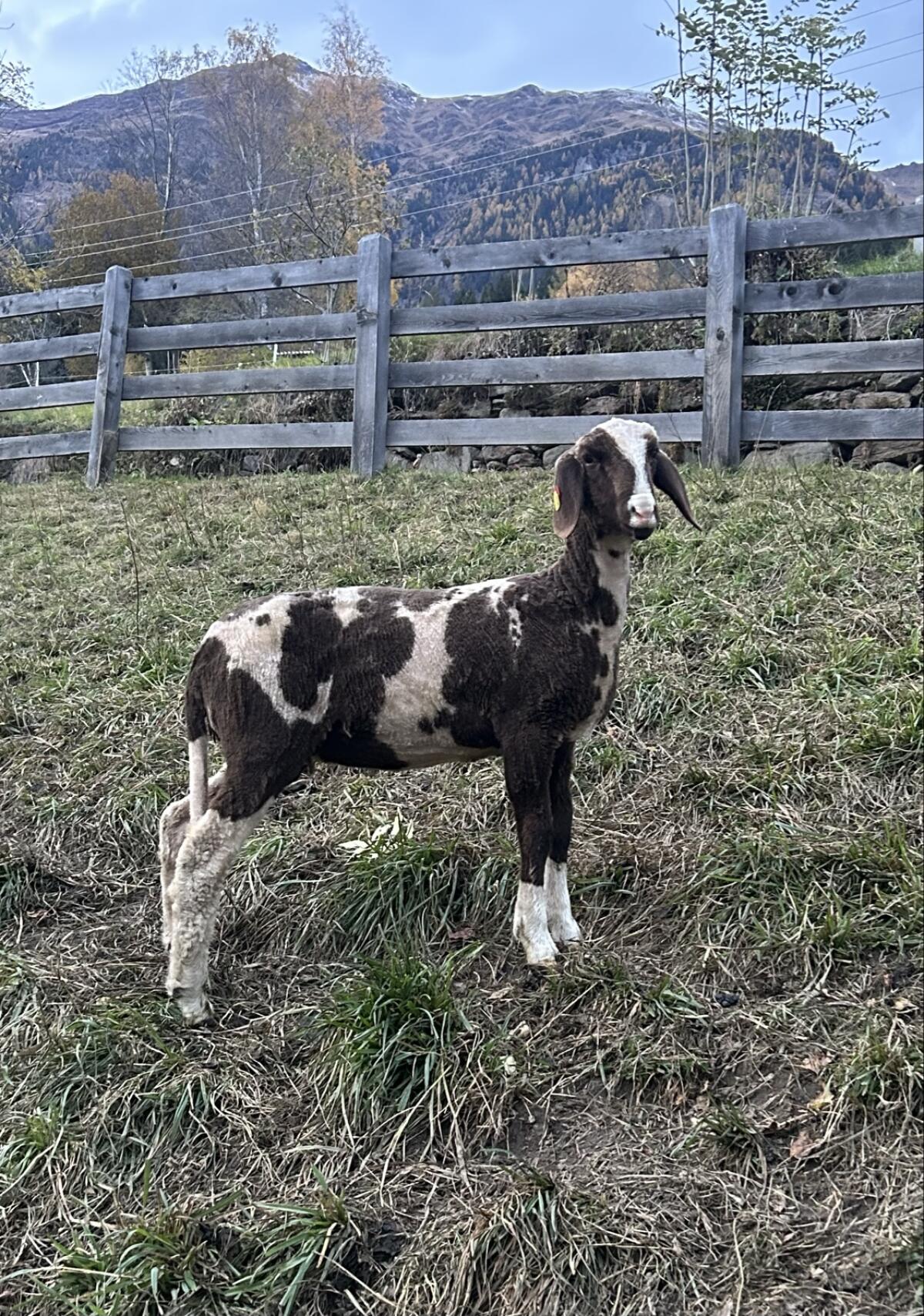 Weibliche gescheckte Bergschafe 2