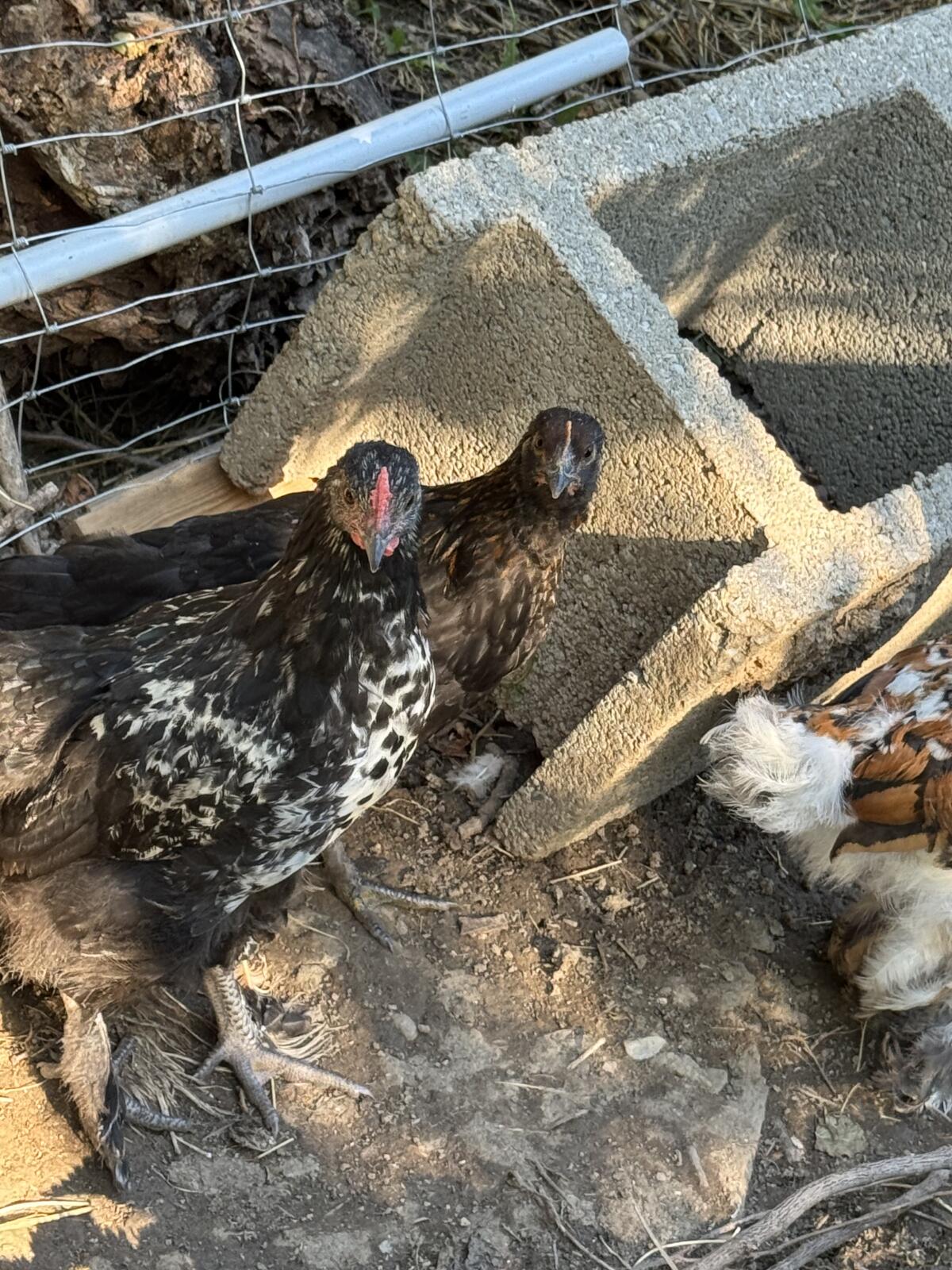 Brahma und Grünleger zu verschenken 3