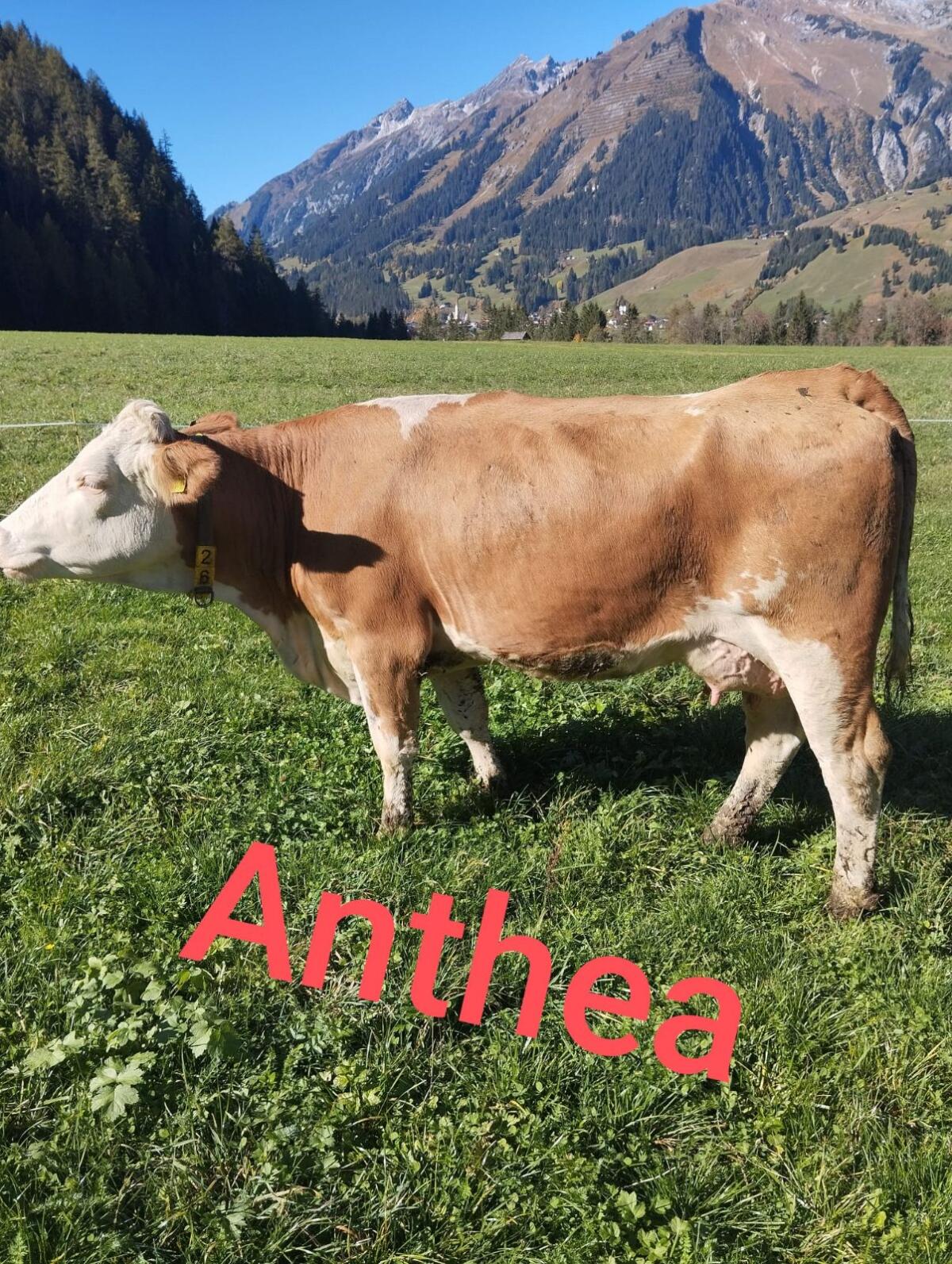 Milchkühe 2