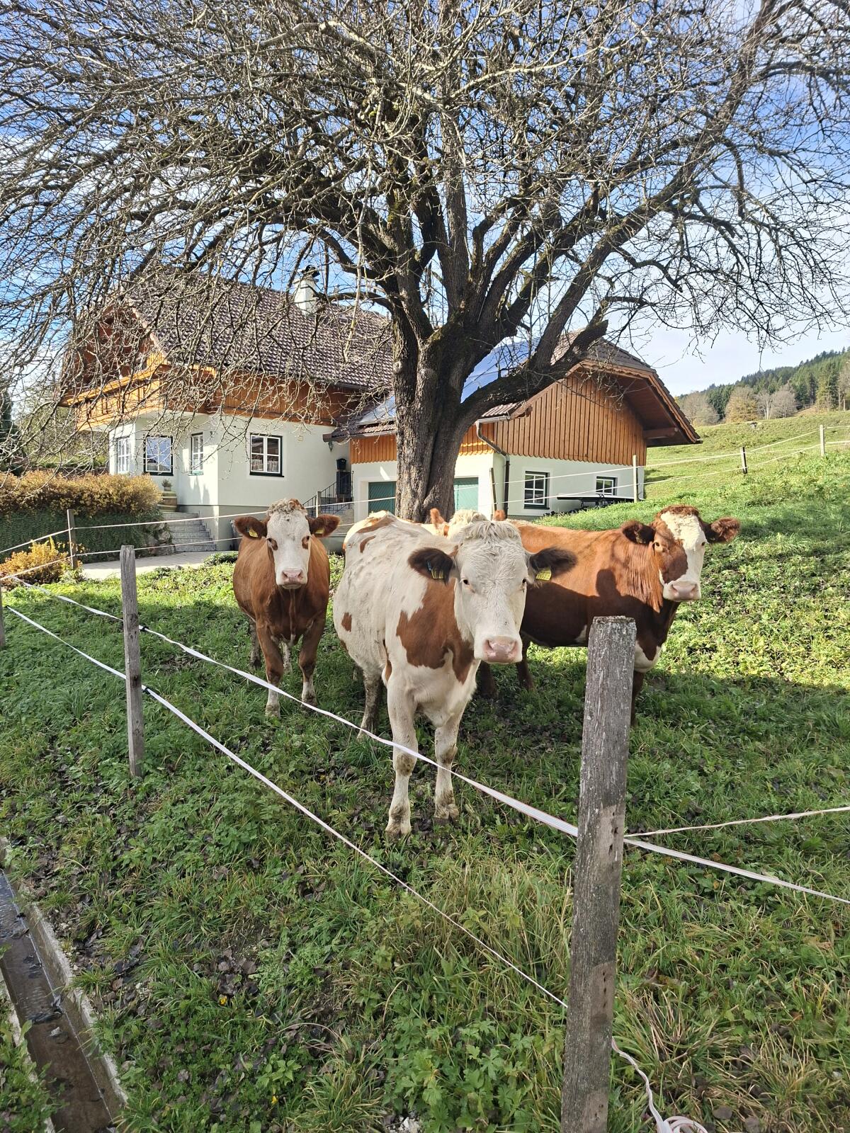 Fleckvieh-Erstlingskühe 1