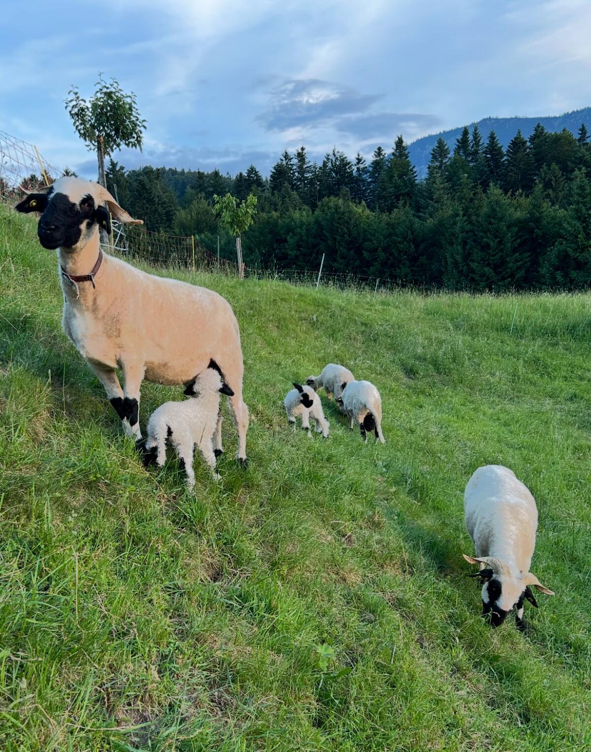 Walliser Schwarznasen Auen 2