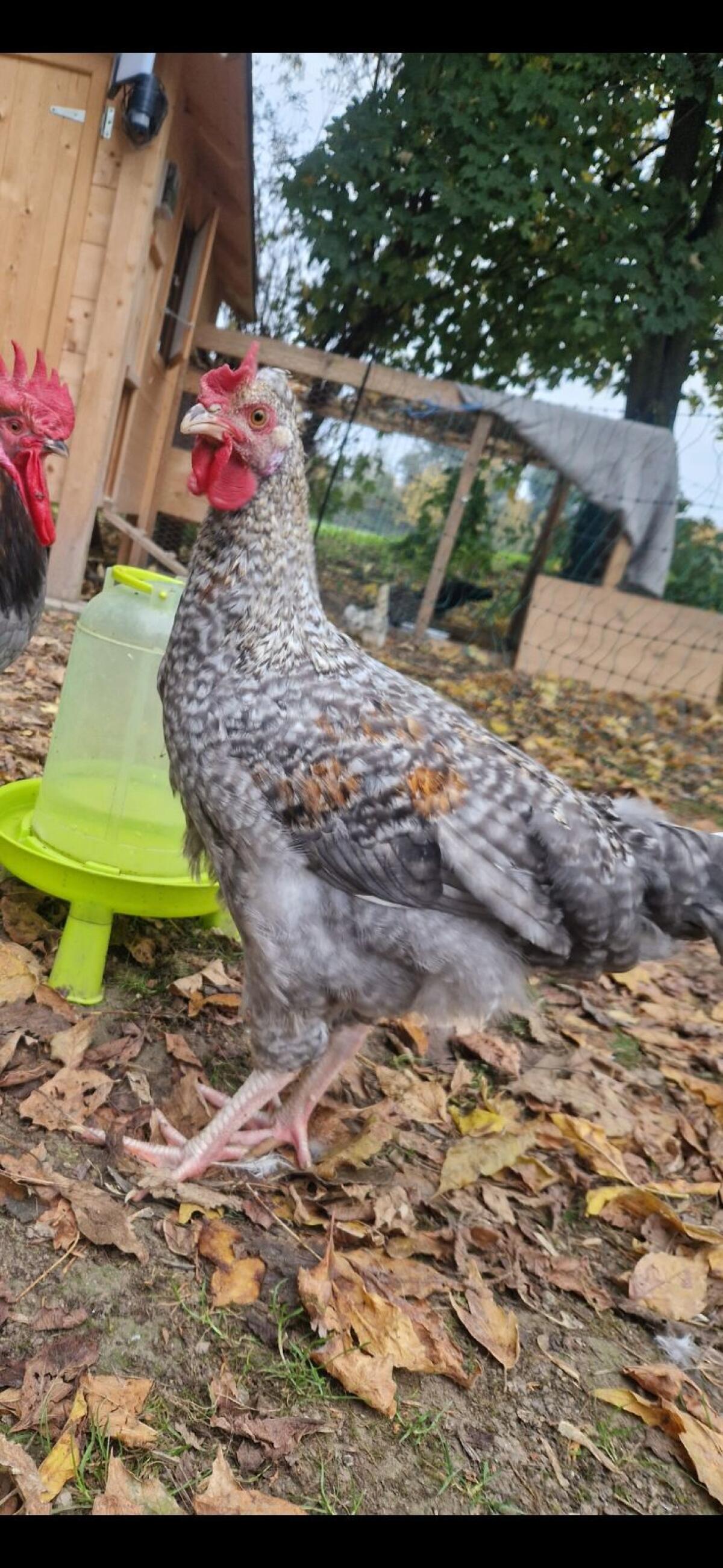 Hätte 2 junge Hähne zum Abgeben 1