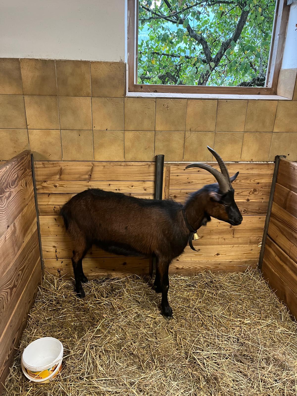 Reine Pinzgauer Ziege 1