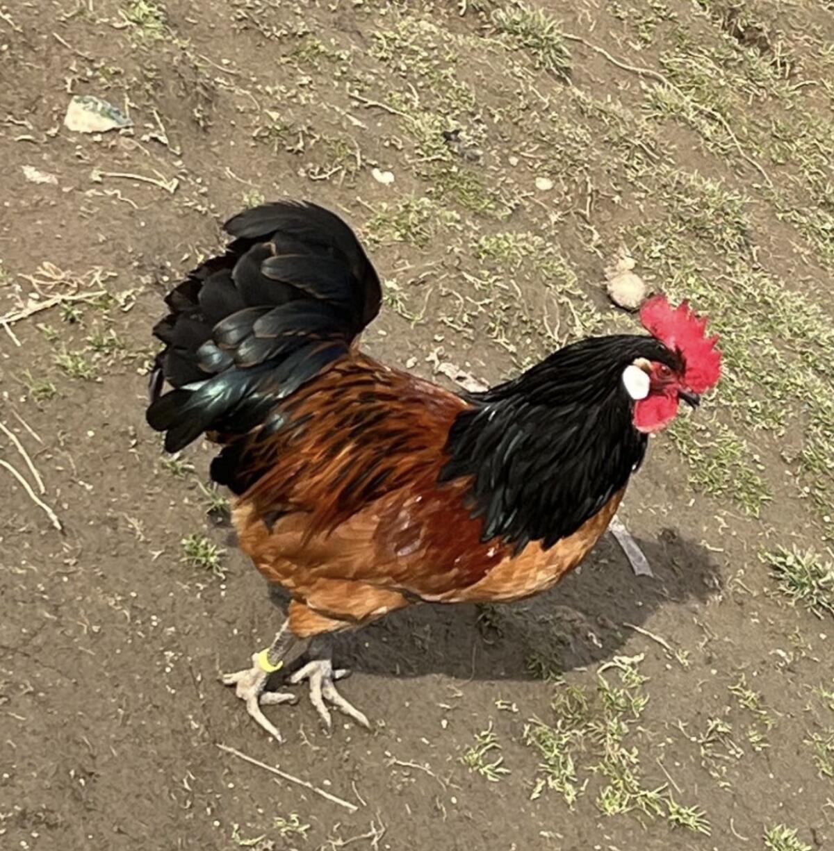 Vorwerk Brüterei und Hühner 2