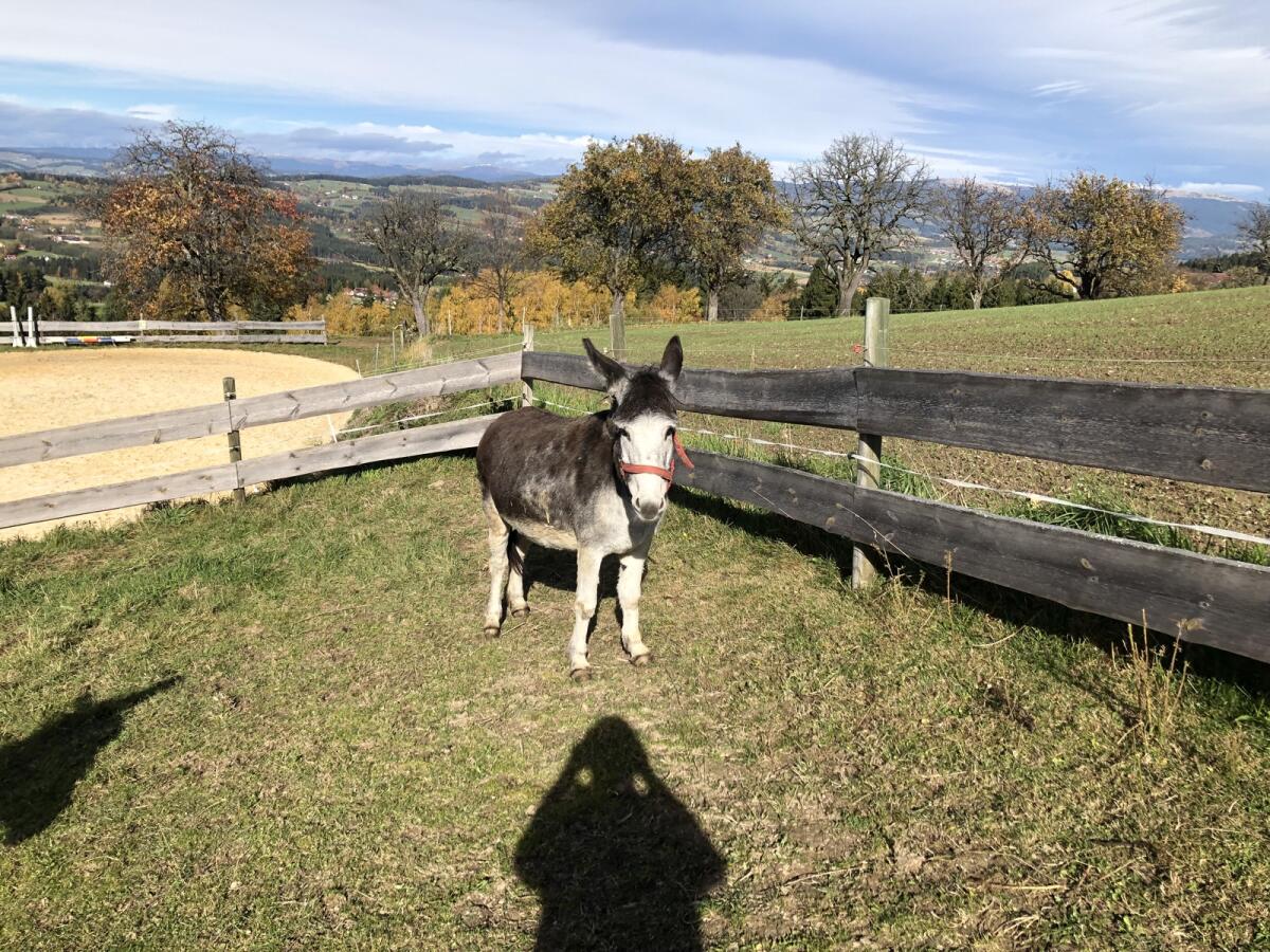 Eselstuten zu verkaufen 1