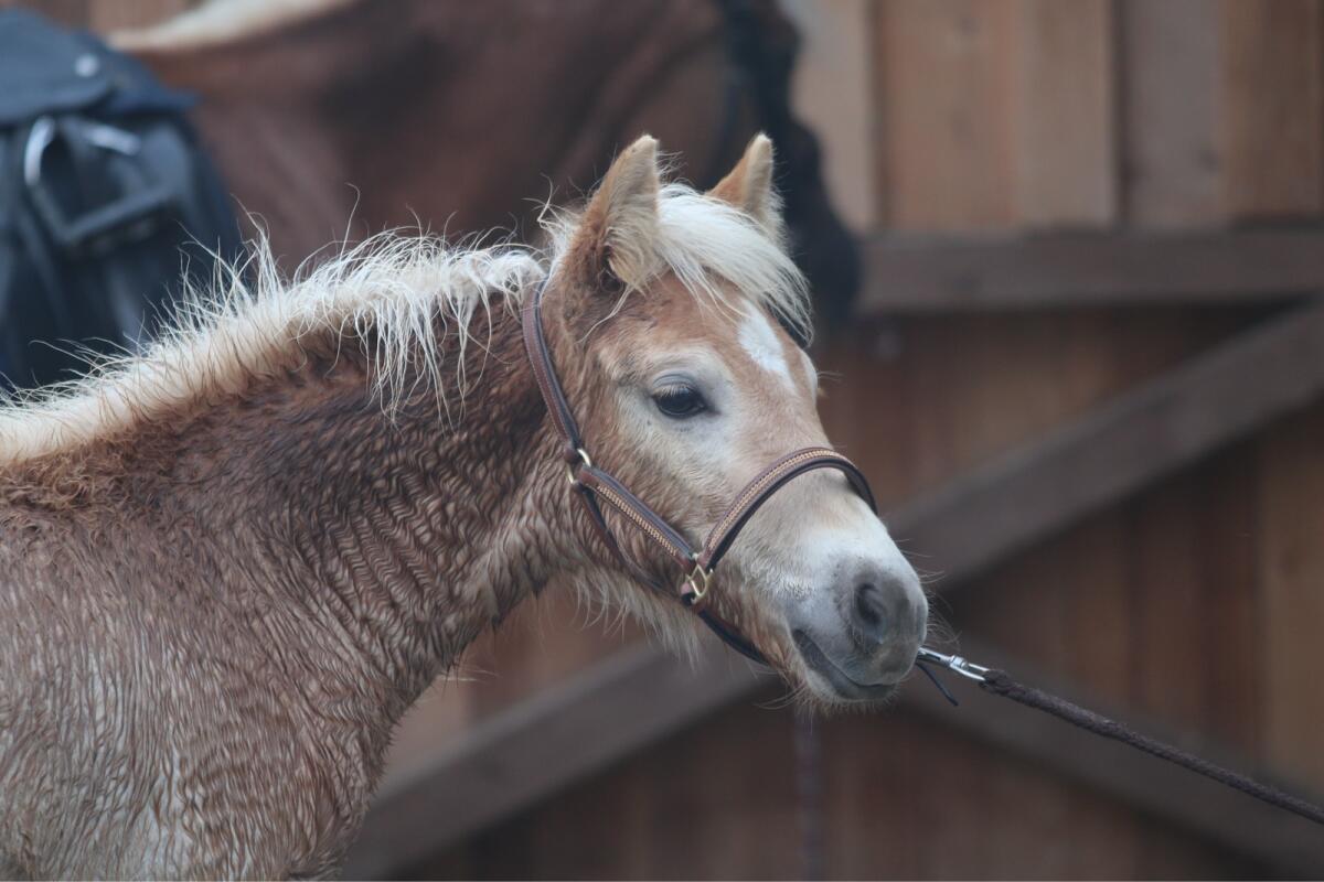 Sehr bewegungsstarkes Haflinger Stutfohlen von Ariat 2