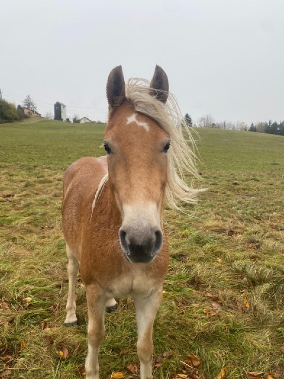 Haflinger zu verkaufen 3