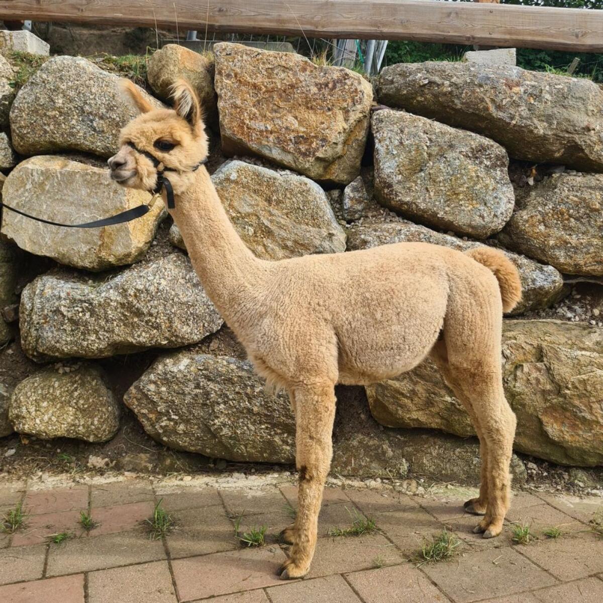 Alpaka, Zucht- & Hobbystuten, Jungtiere, Wallache 1