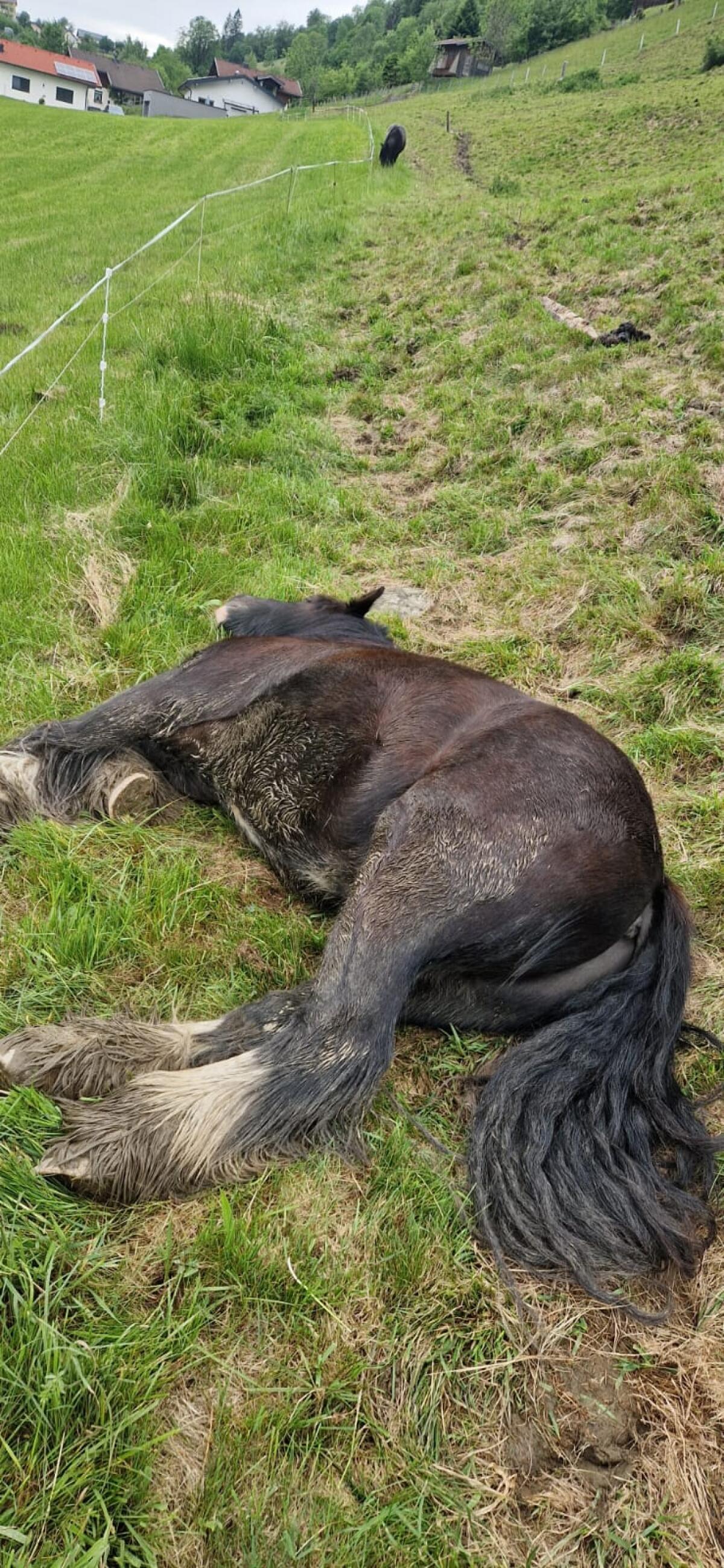Irish Cob Wallach (Tinker) 3