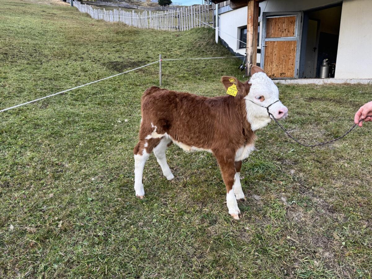 Fleckvieh Kalb 2