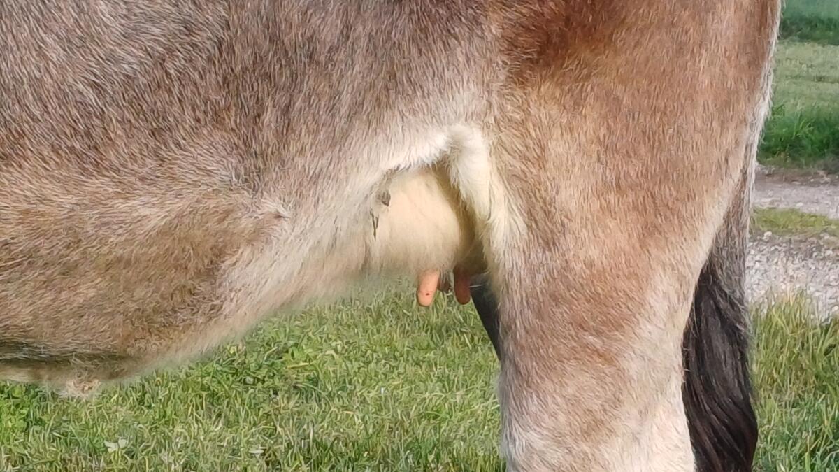 Tiroler Grauvieh Kalbin 3