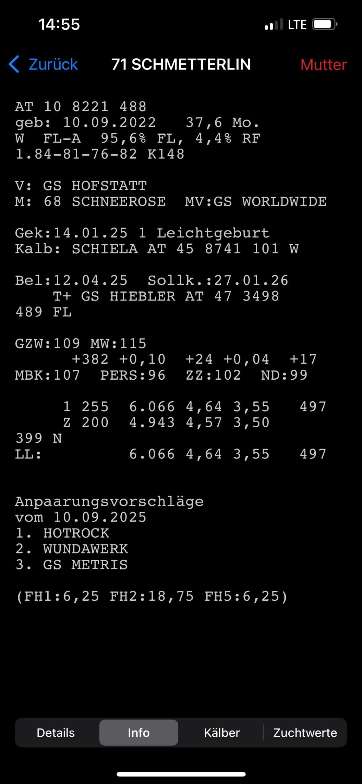 Milchkühe 3