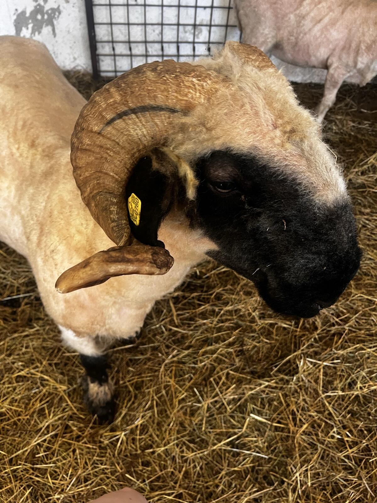 Walliser Schwarznasen Widder 2