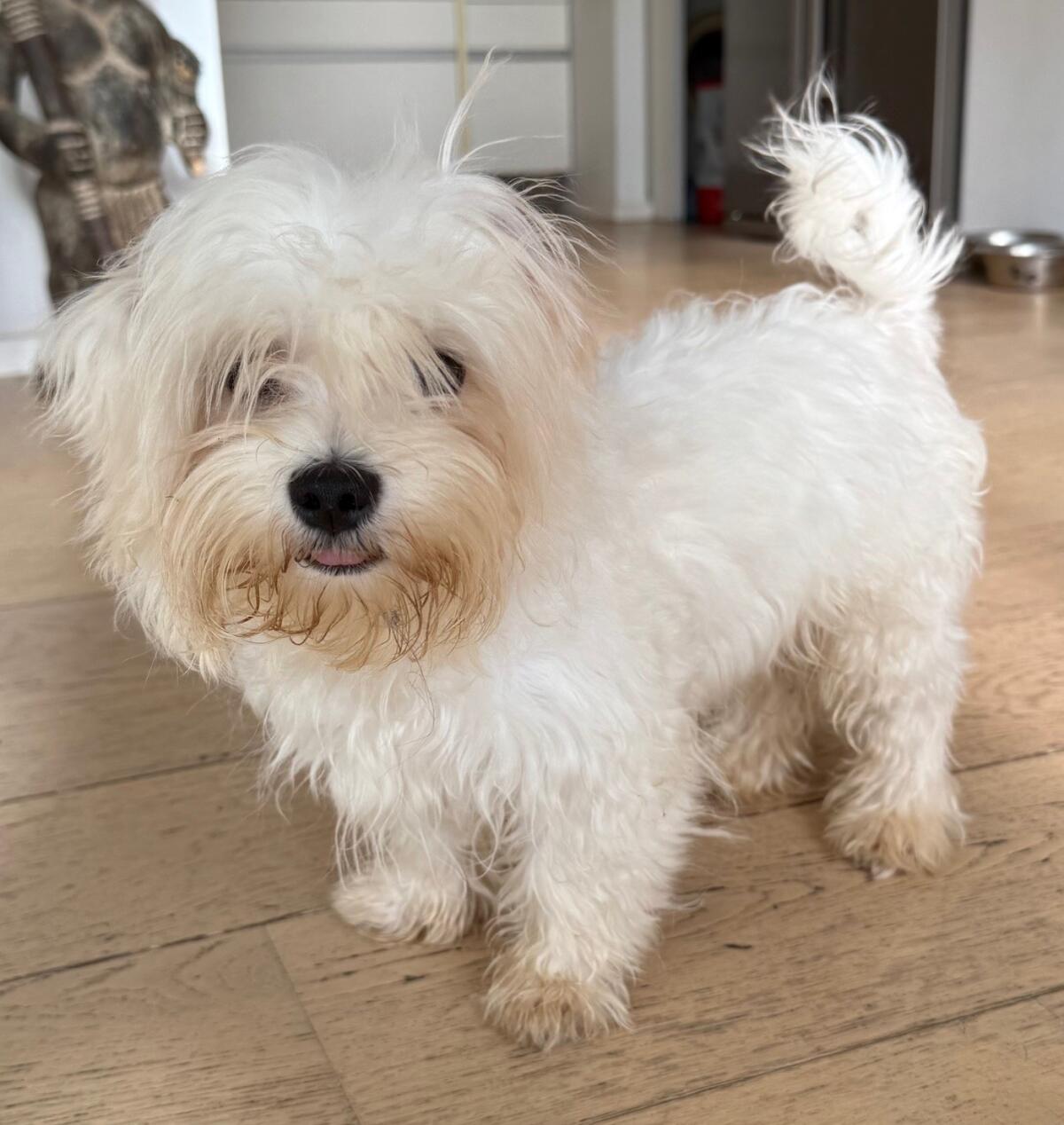 Malteser Welpe Rüde 5,5 Monate sucht ein Körbchen 3