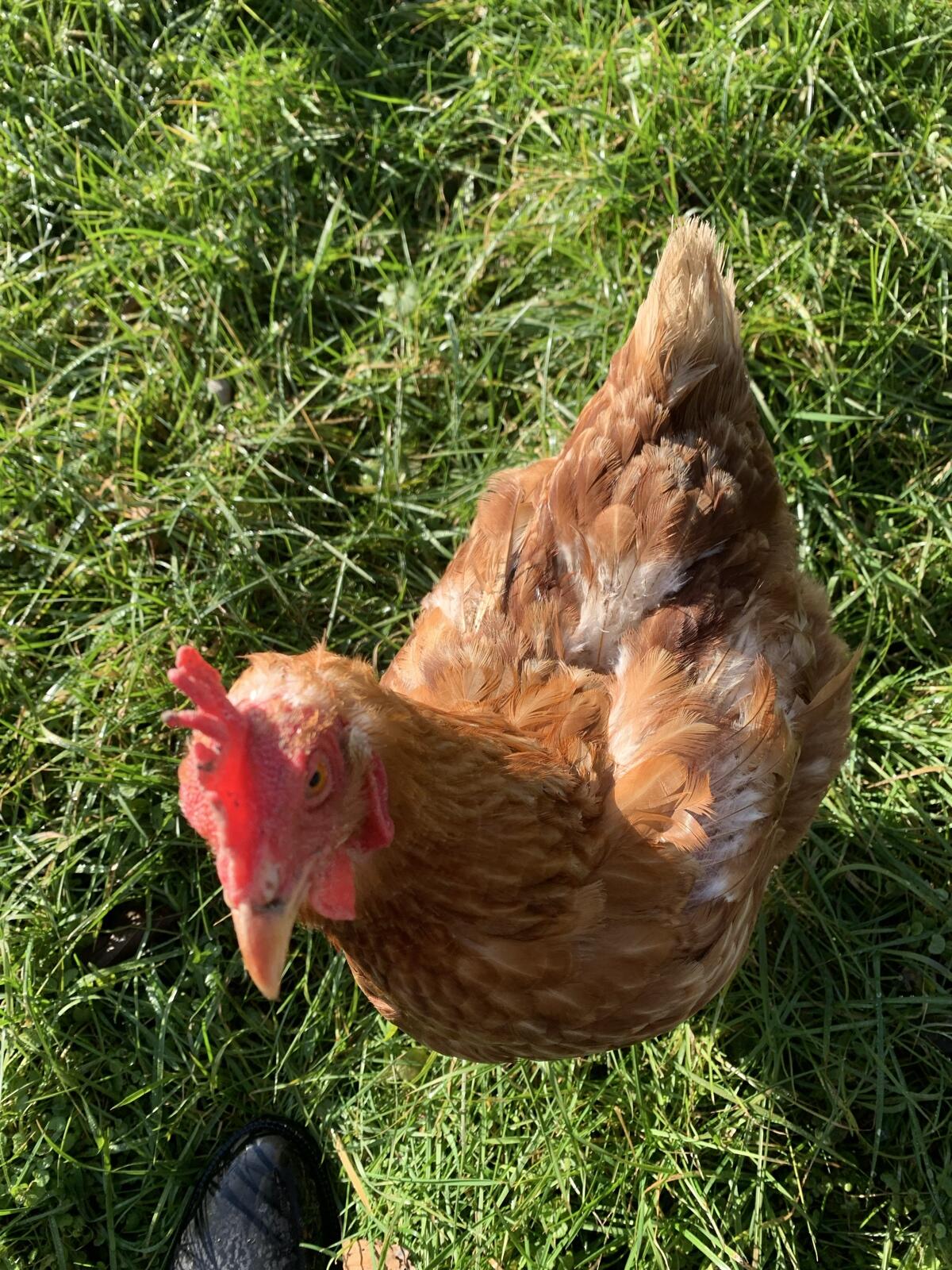 2-jährige braune Legehühner 1