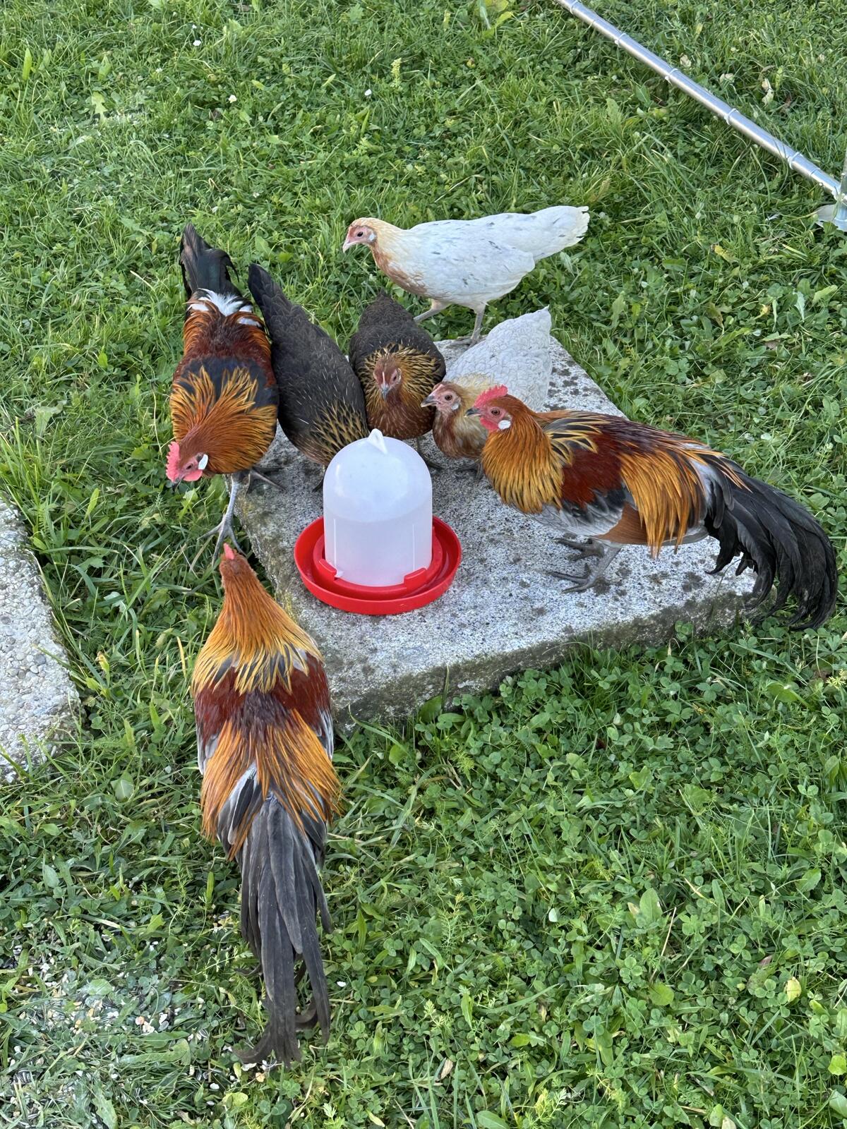 Zwerghähne und Zwerghühner 1