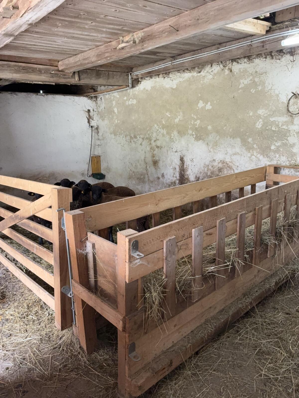 Biete Einstellplatz für Kalbinnen und Schafe 3