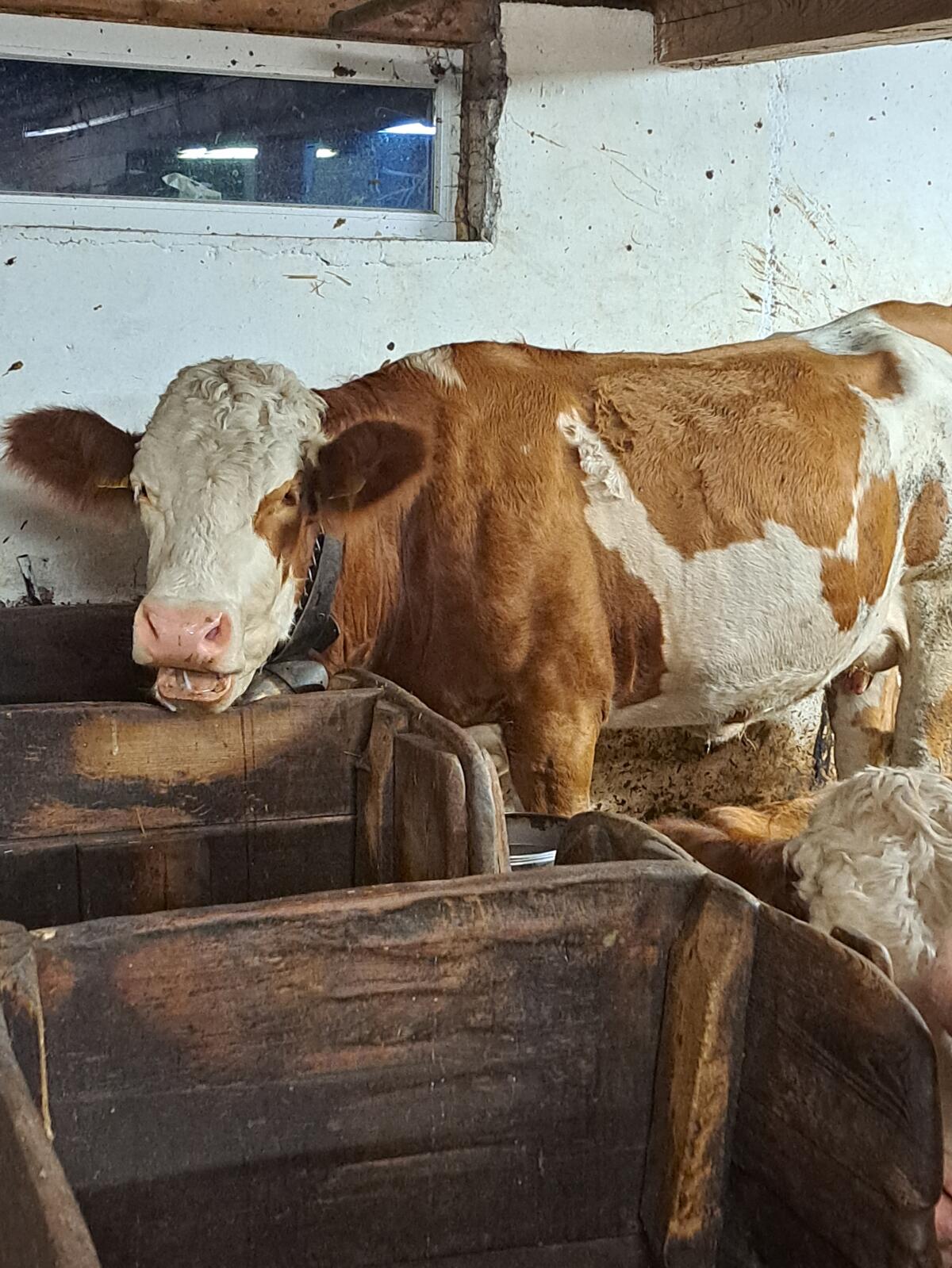 Bio Fleckvieh Tirol 1