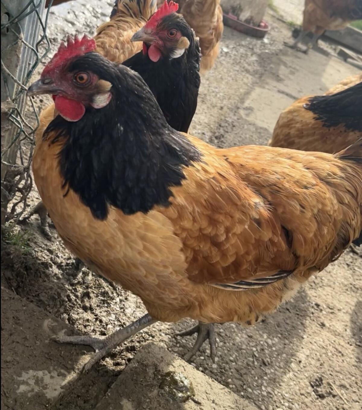 Vorwerk Brüterei und Hühner 1