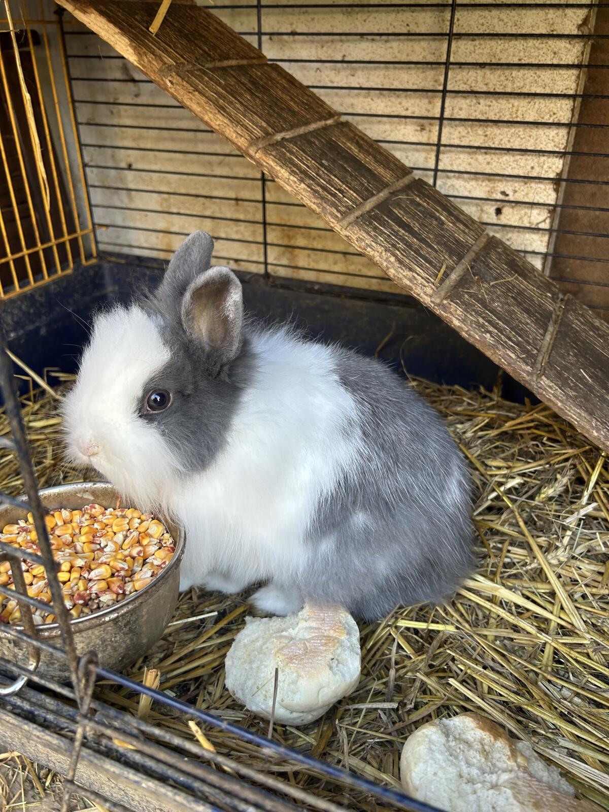 Kaninchen zu verkaufen 2