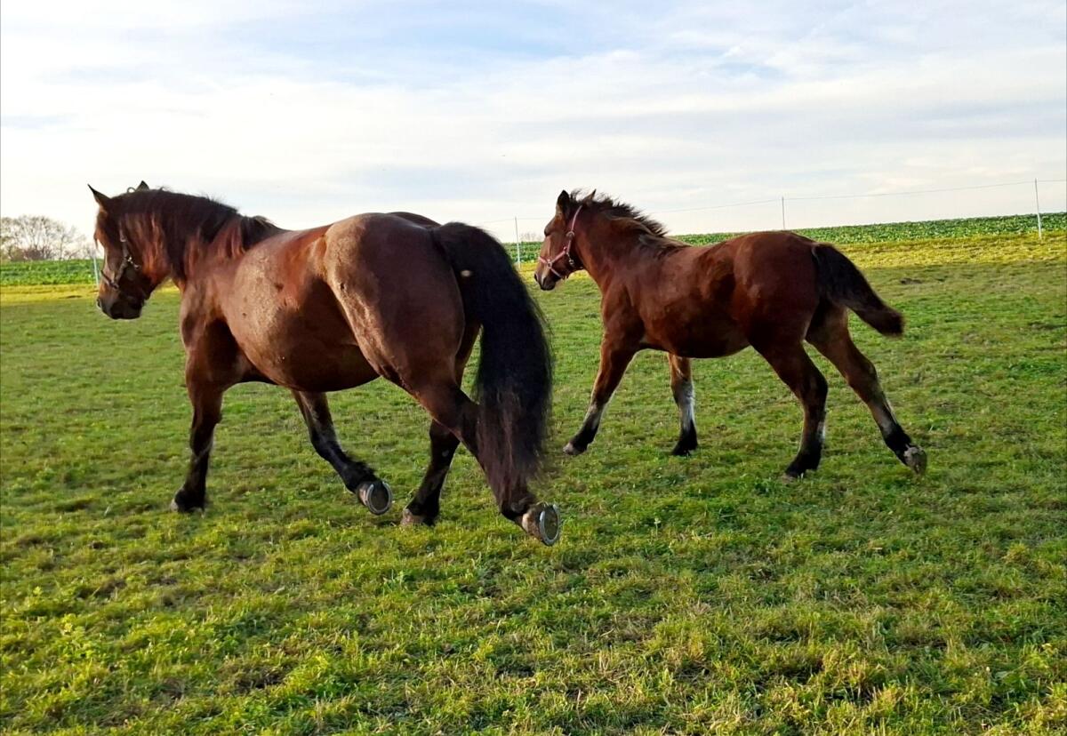 Norikerstute und Stutfohlen zu verkaufen 3