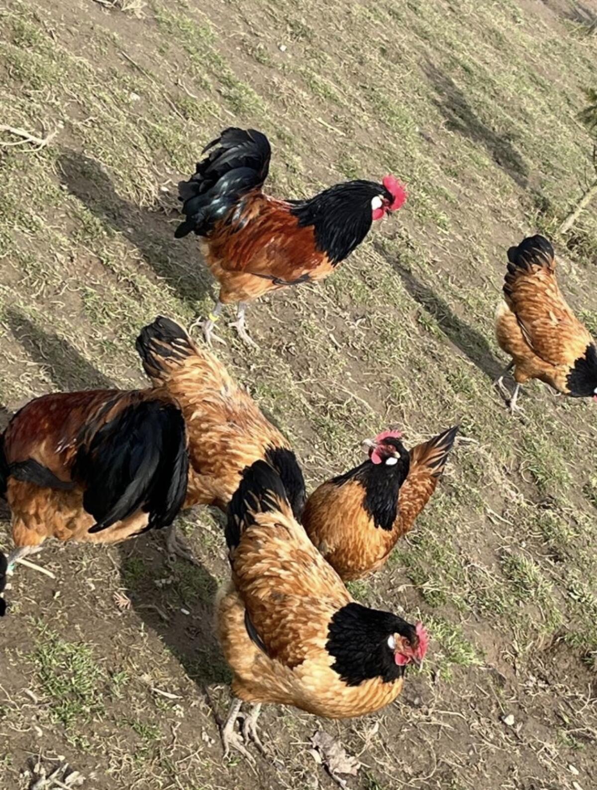 Vorwerk Brüterei und Hühner 3