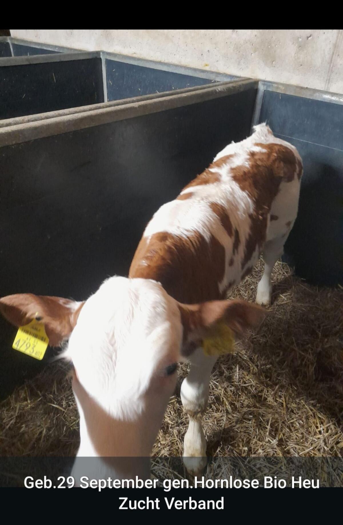 Verkaufe Zucht Fleckenkalb Bio Heumilchbetrieb 2