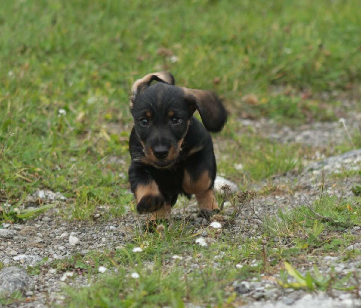 Rauhaardackel Welpen (Rüden) suchen ihren Lebensplatz 3