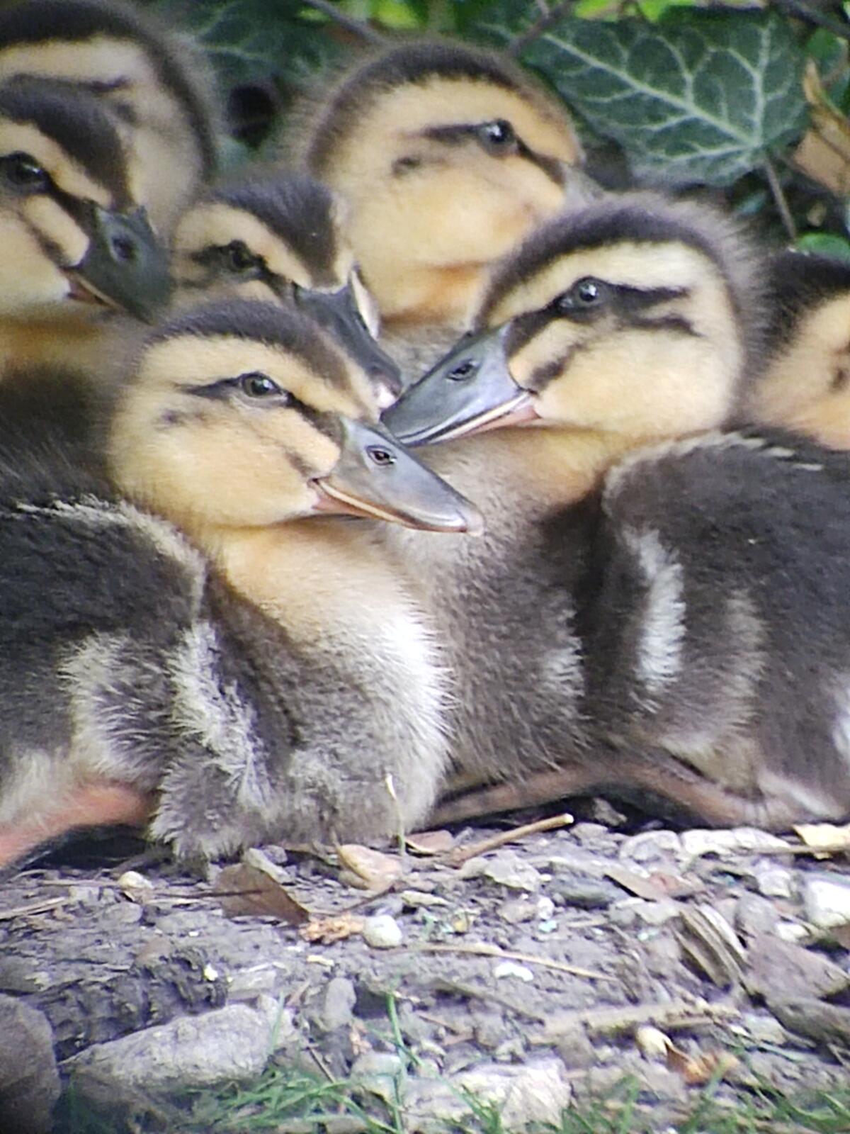 Rouen Enten 1