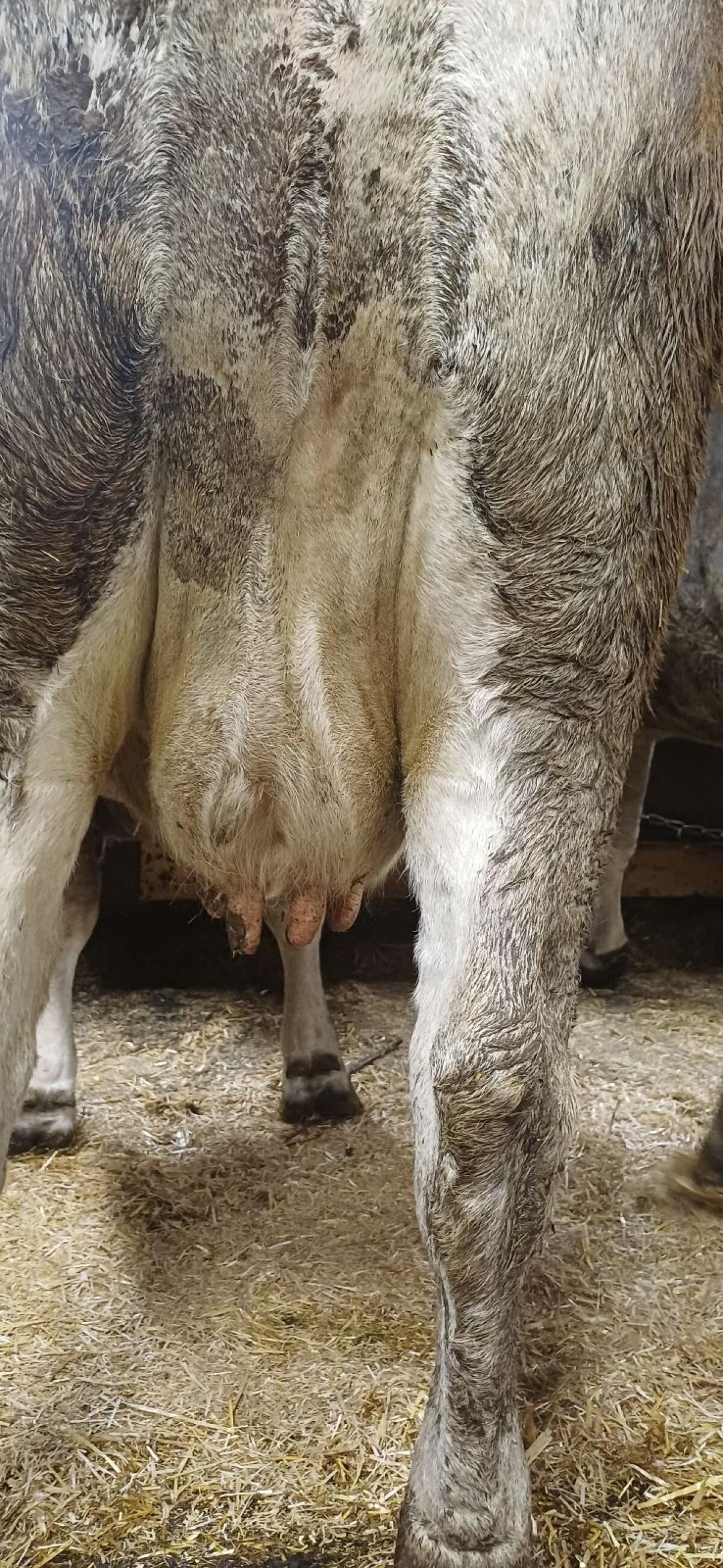 Verkaufe Grauvieh Erstlingskuh 2