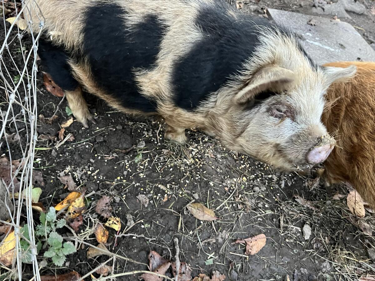 Kune Kune Schweine 2