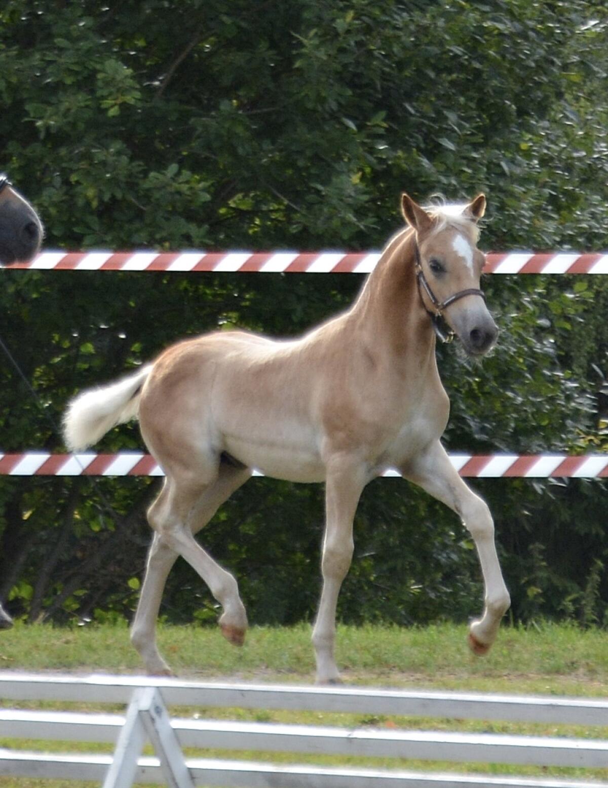 Haflinger Hengstfohlen 2
