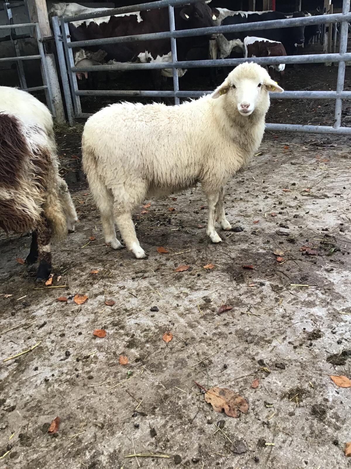 Bio Waldschaflamm weiblich 2
