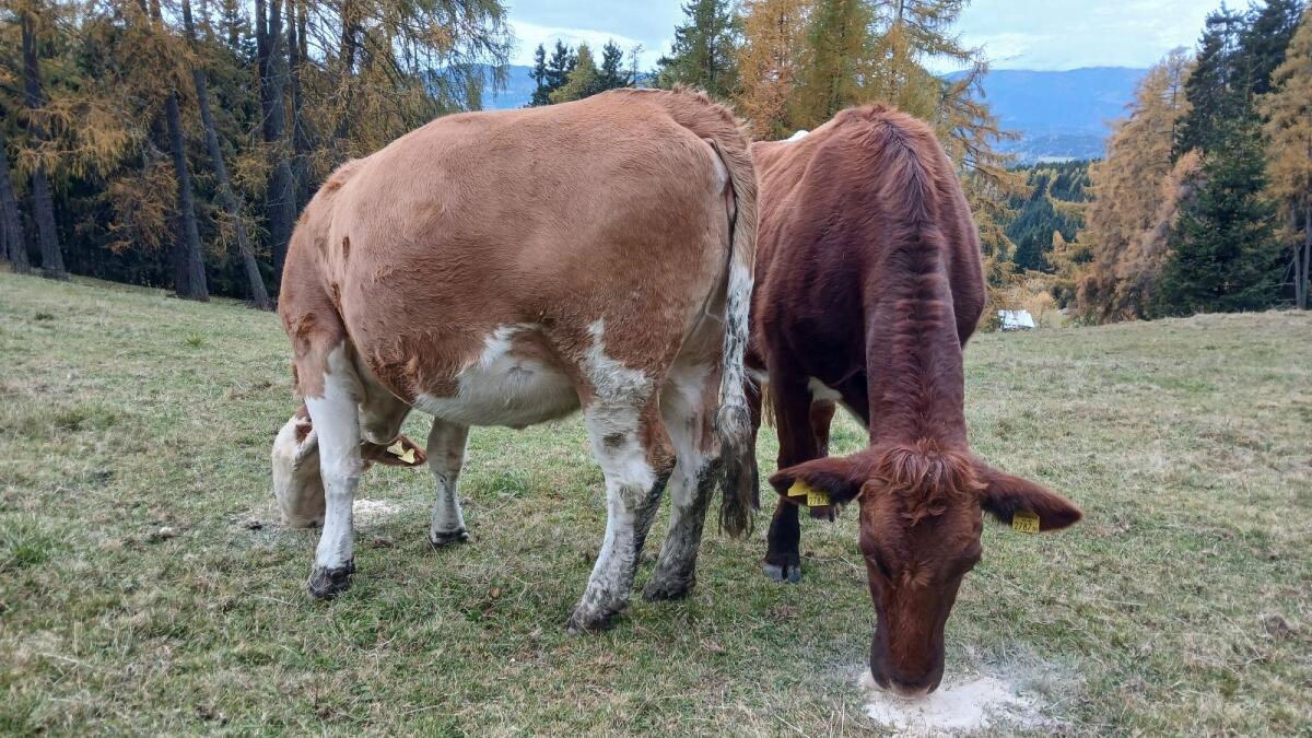 Bio Kalbin hochträchtig 3