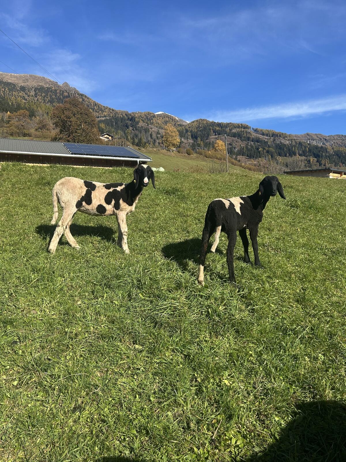 Weibliche gescheckte Bergschafe 3