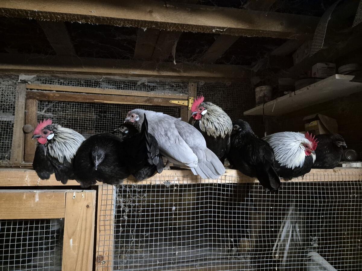 Alles für nur € 50,- 4 Hennen und 3 junge Hähne 1