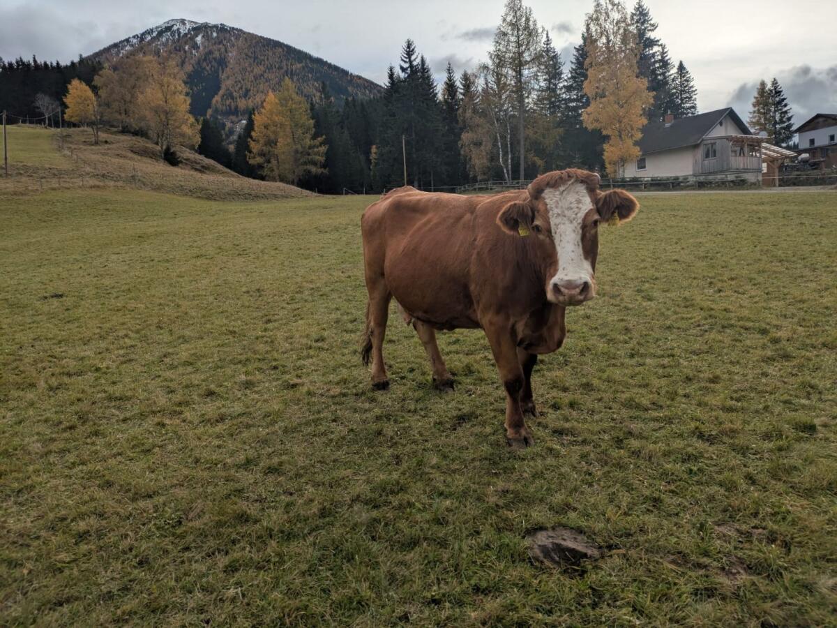 BIO Mutterkuh Limousin samt Kalb 3