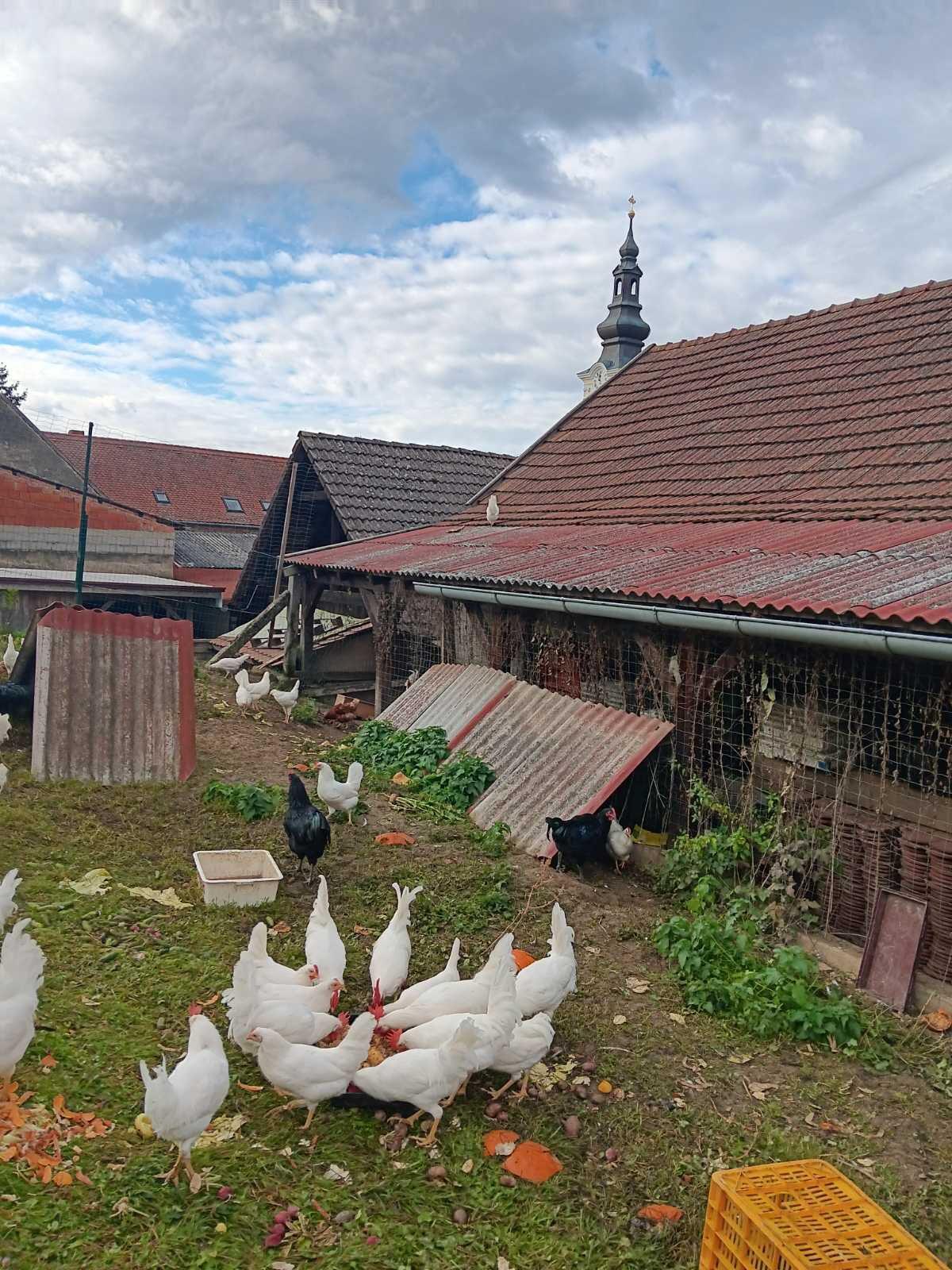 Leghorn 2
