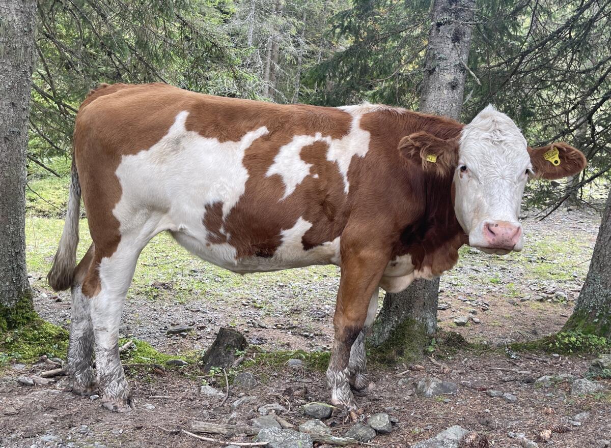 Bio-Fleckvieh-Kalbin (gen. hornlos >36M) 2