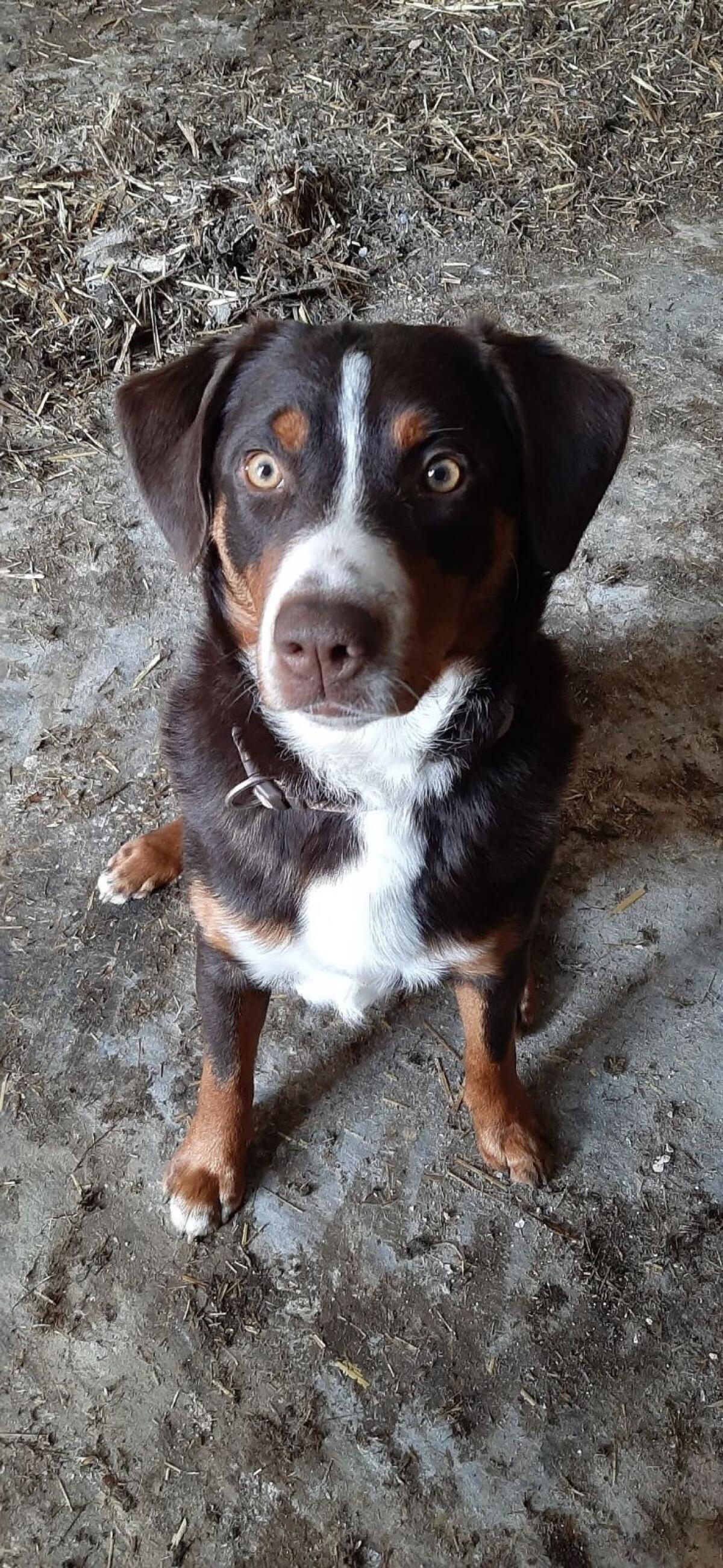 Appenzeller Sennenhund Deckrüde Maui 1
