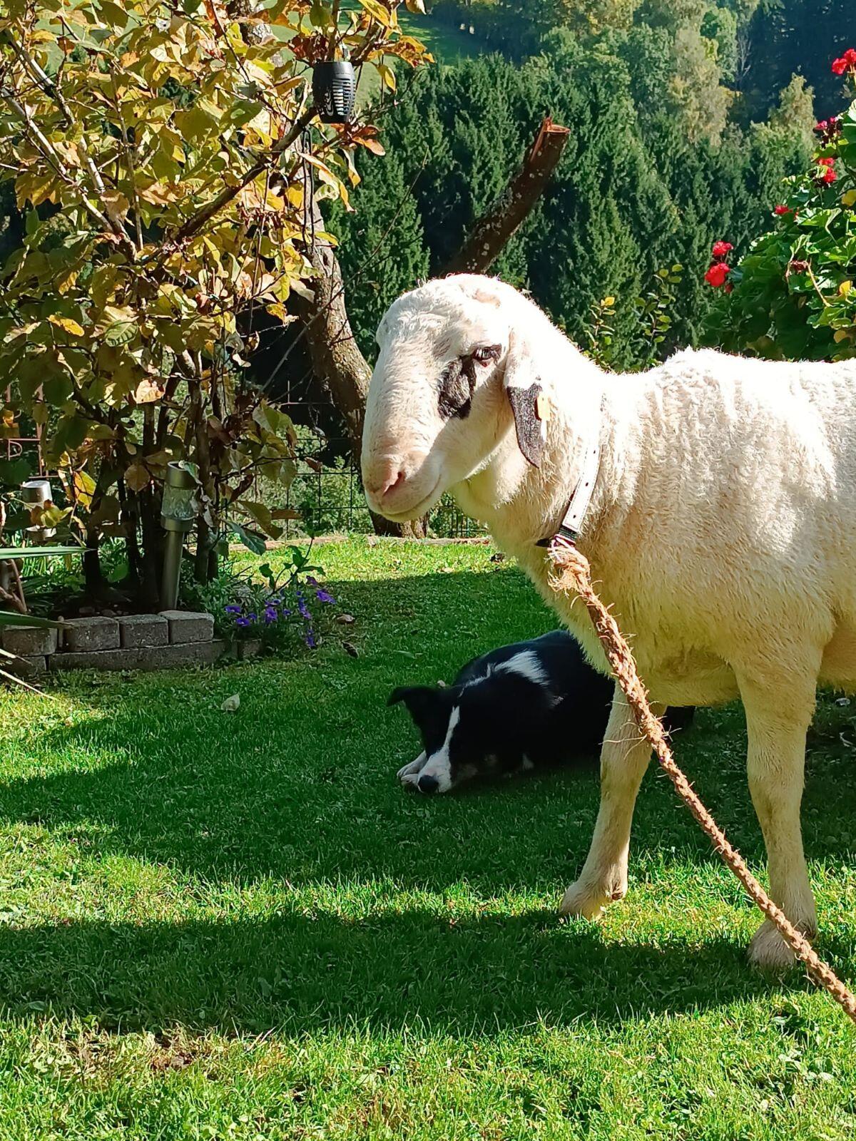 Brillenschaf Jonny 2