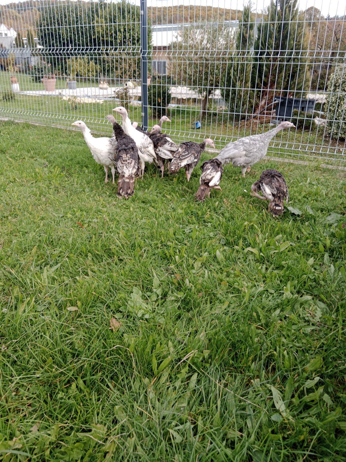 Wildputen aus Naturbrut 1